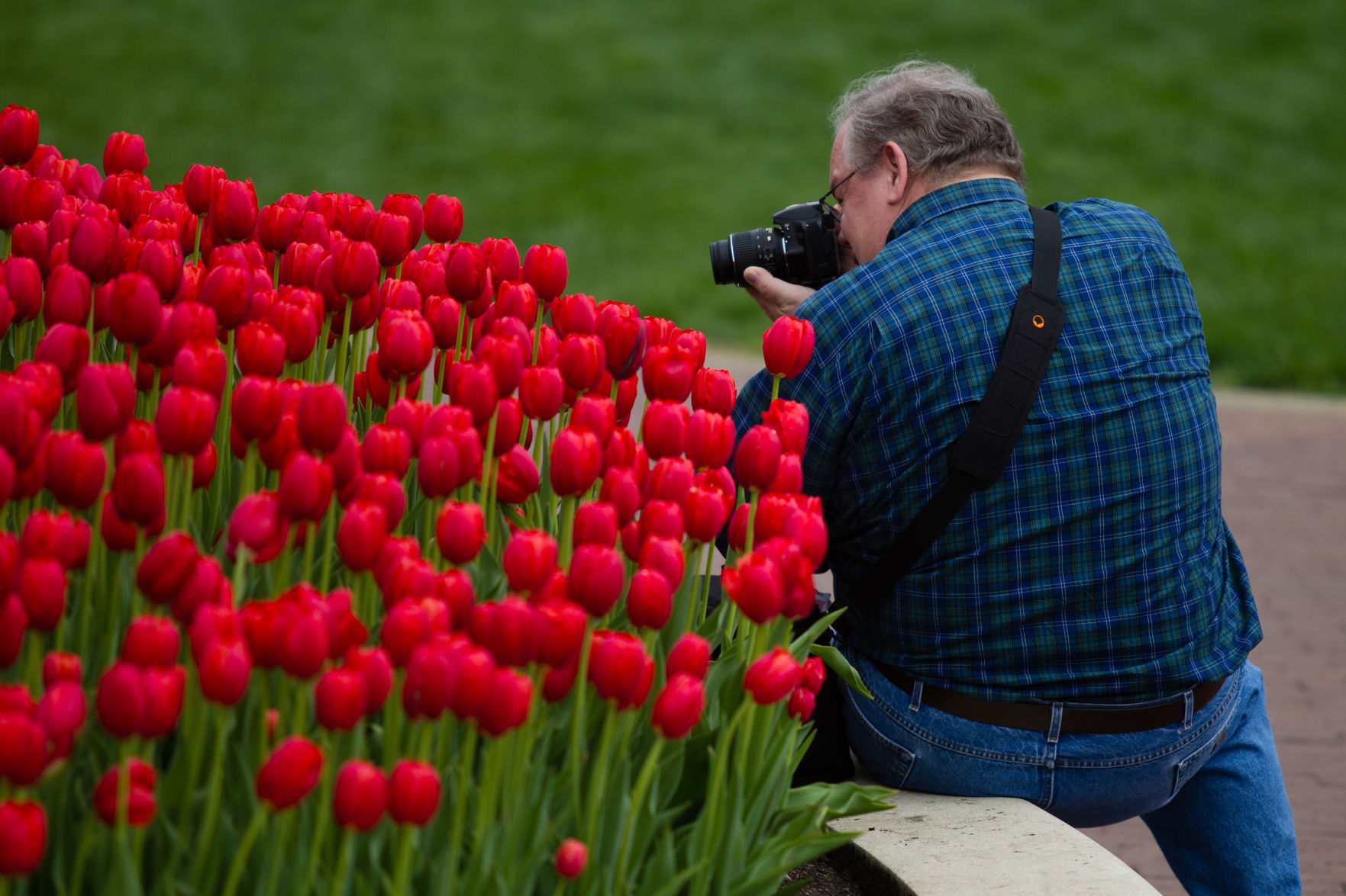 84th ANNUAL TULIP TIME